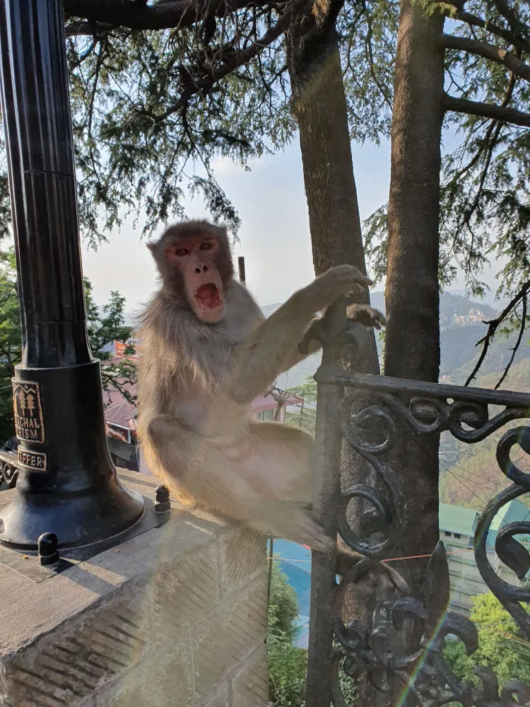 monkey